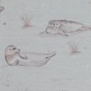 Jersey Küstenliebe Robben grau